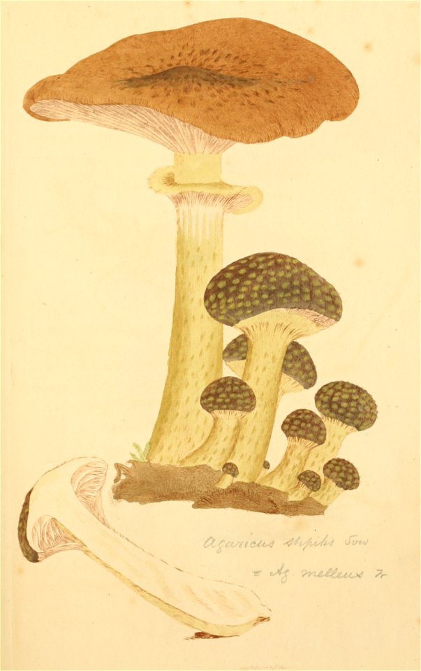 Coloured Figures of English Fungi or Mushrooms - t. 101