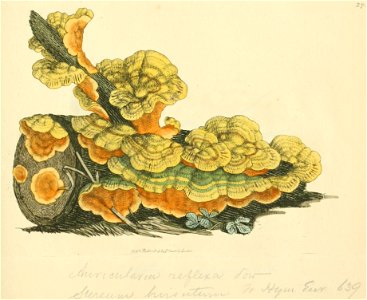 Coloured Figures of English Fungi or Mushrooms - t. 27