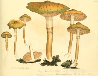 Coloured Figures of English Fungi or Mushrooms - t. 173
