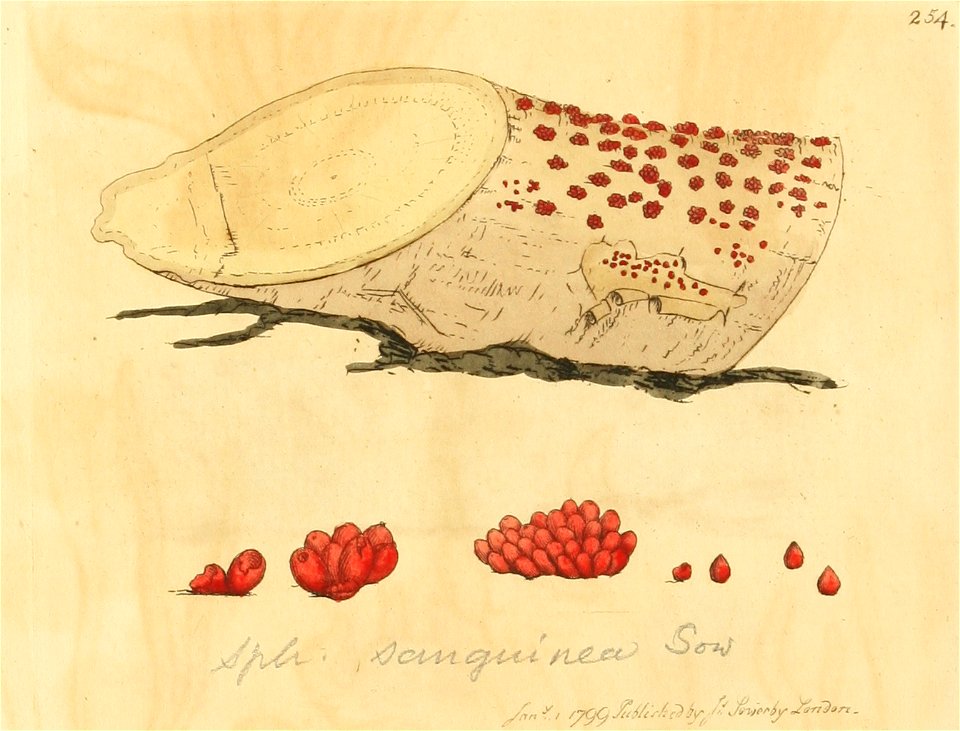 Coloured Figures of English Fungi or Mushrooms - t. 254
