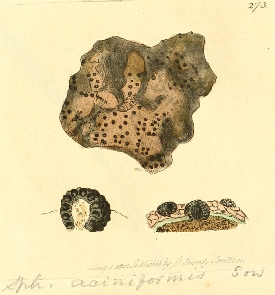 Coloured Figures of English Fungi or Mushrooms - t. 273