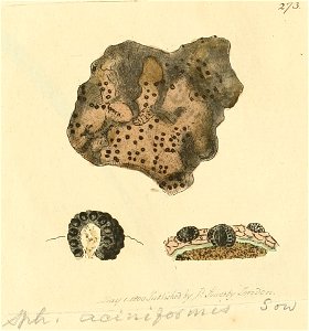 Coloured Figures of English Fungi or Mushrooms - t. 273