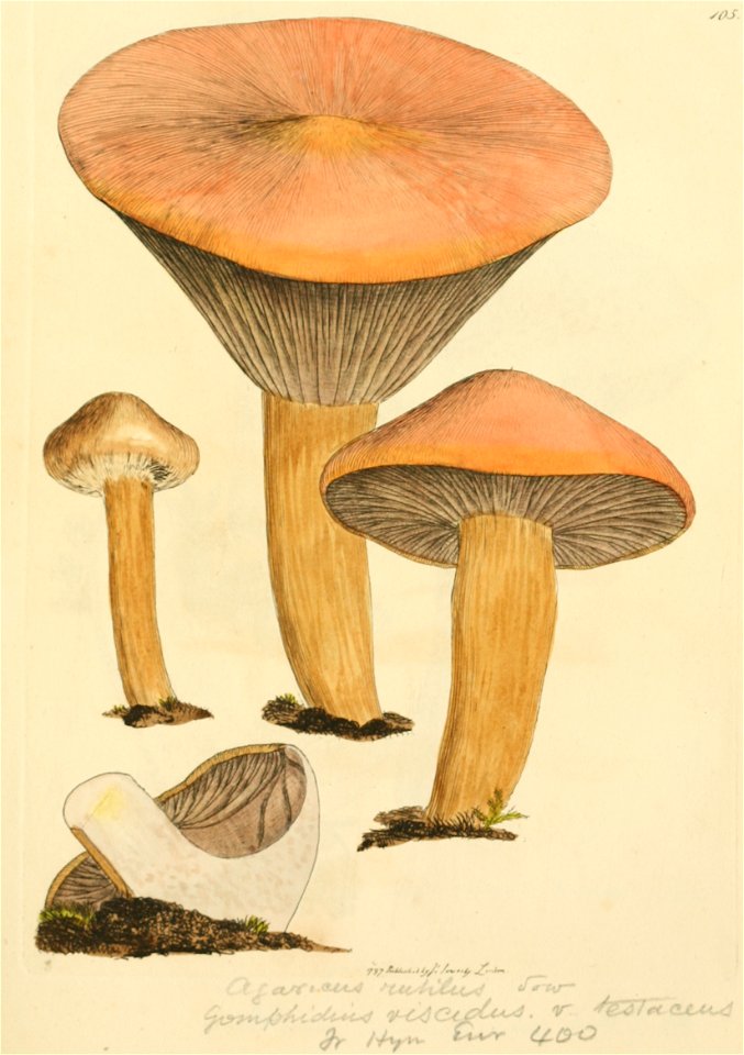 Coloured Figures of English Fungi or Mushrooms - t. 105