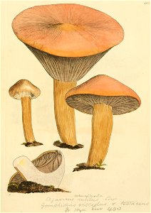 Coloured Figures of English Fungi or Mushrooms - t. 105