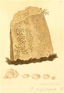 Coloured Figures of English Fungi or Mushrooms - t. 177