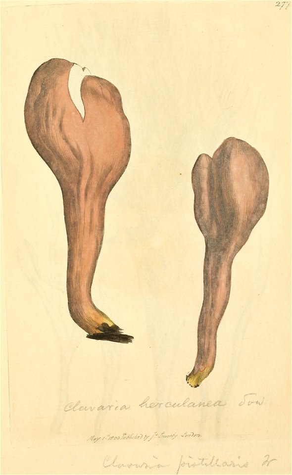 Coloured Figures of English Fungi or Mushrooms - t. 277