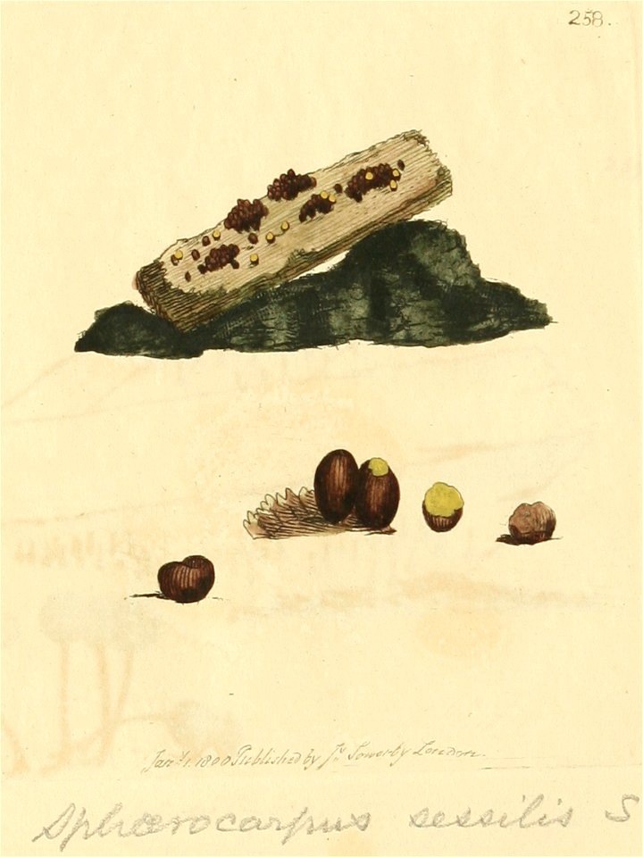 Coloured Figures of English Fungi or Mushrooms - t. 258
