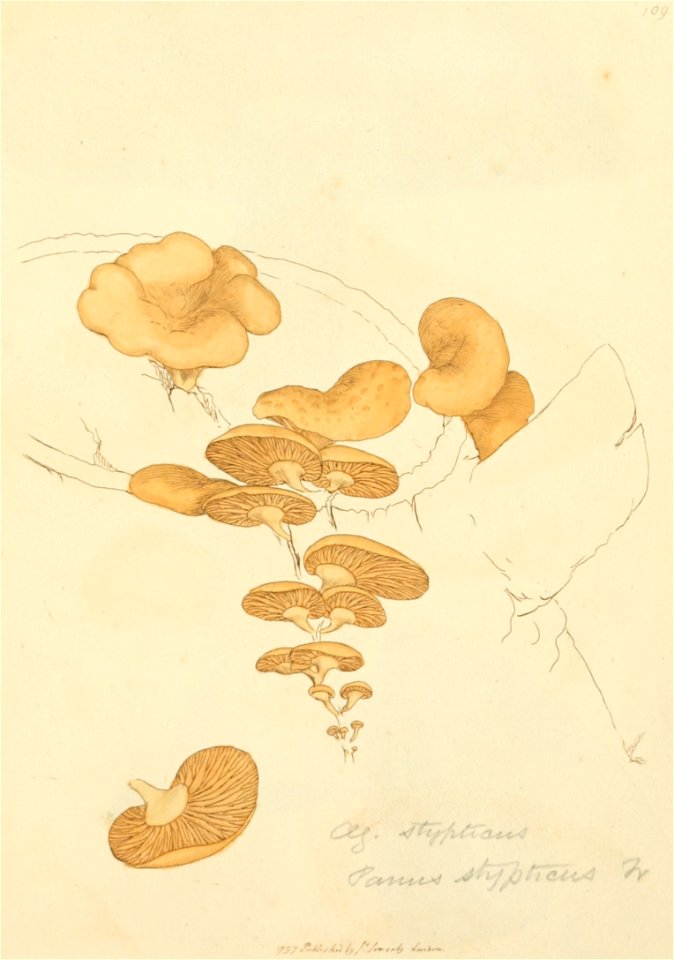 Coloured Figures of English Fungi or Mushrooms - t. 109