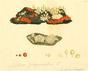 Coloured Figures of English Fungi or Mushrooms - t. 180