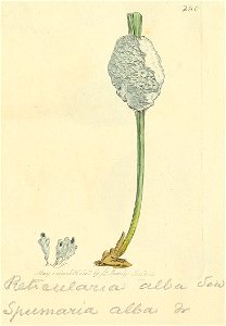 Coloured Figures of English Fungi or Mushrooms - t. 280