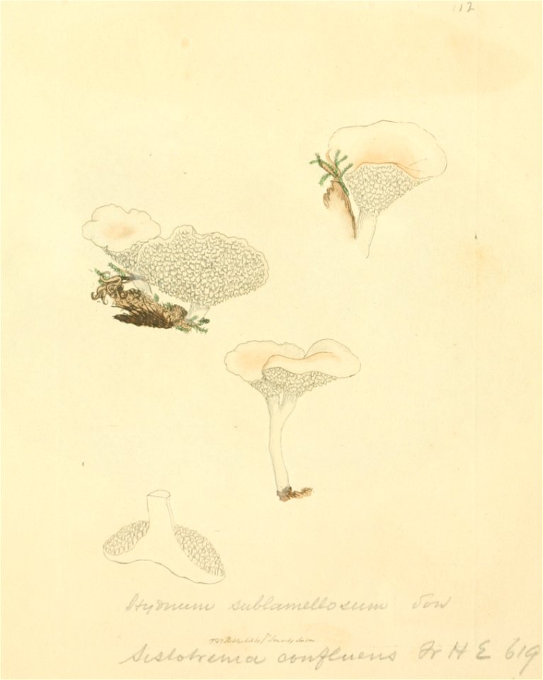 Coloured Figures of English Fungi or Mushrooms - t. 112