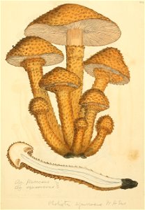 Coloured Figures of English Fungi or Mushrooms - t. 284