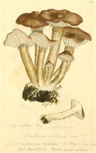 Coloured Figures of English Fungi or Mushrooms - t. 184