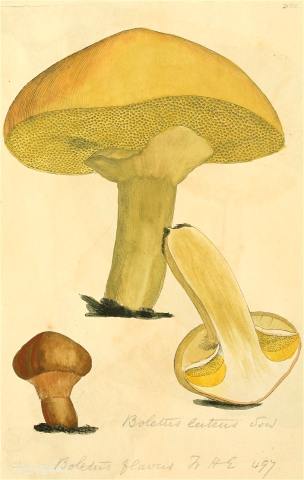 Coloured Figures of English Fungi or Mushrooms - t. 265