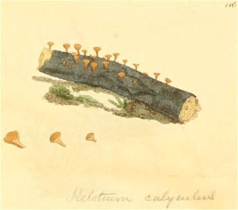 Coloured Figures of English Fungi or Mushrooms - t. 116