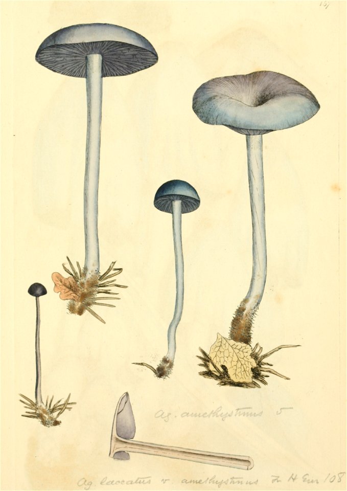 Coloured Figures of English Fungi or Mushrooms - t. 187