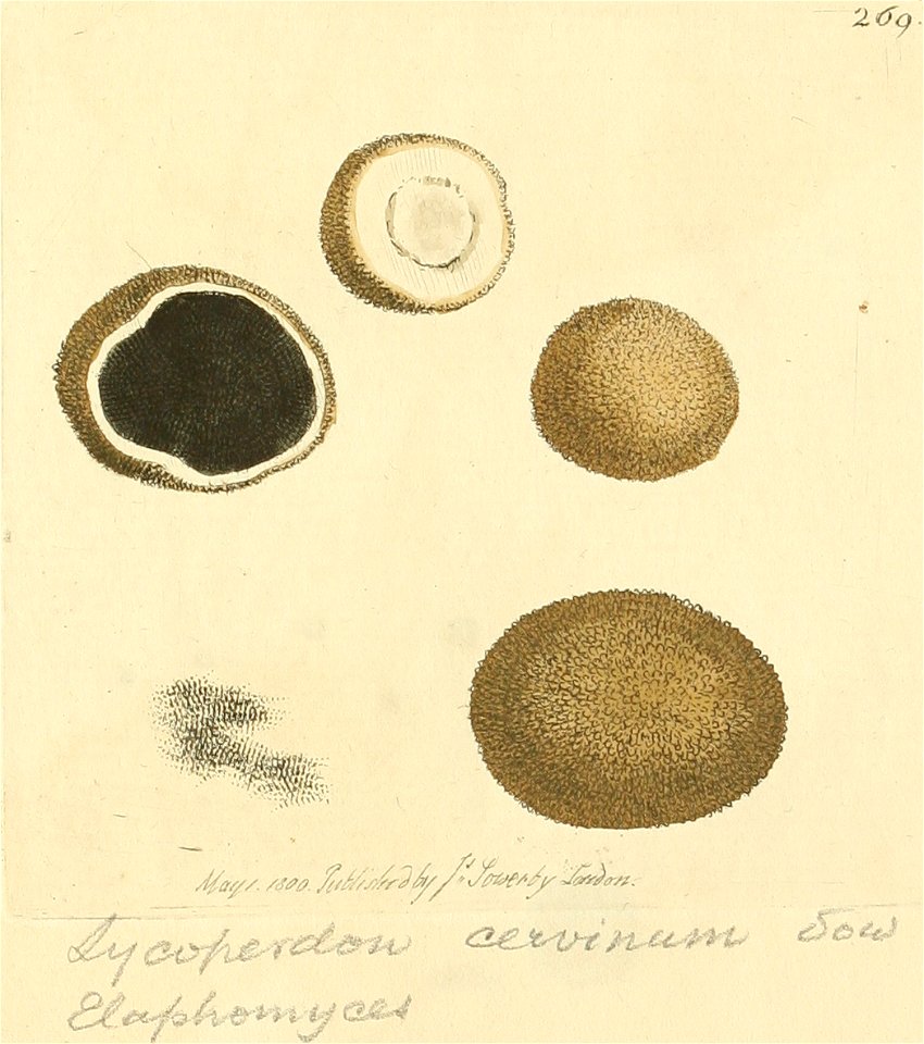 Coloured Figures of English Fungi or Mushrooms - t. 269