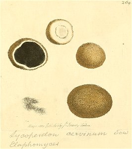 Coloured Figures of English Fungi or Mushrooms - t. 269