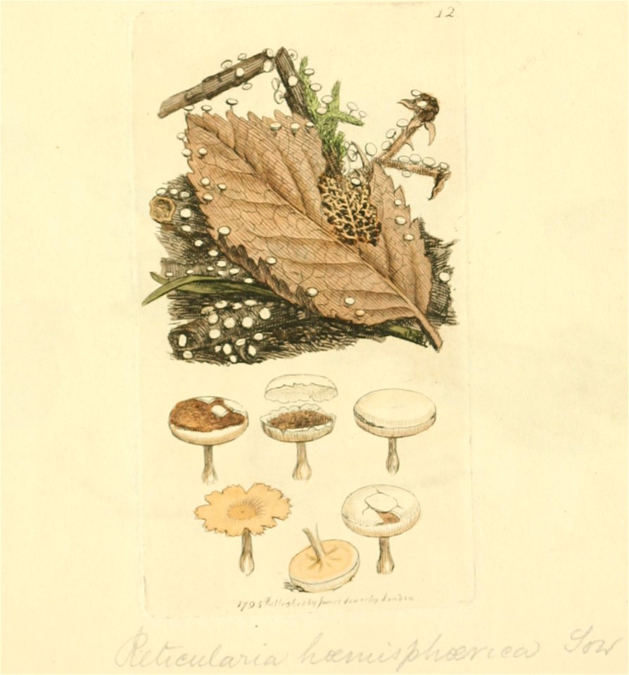 Coloured Figures of English Fungi or Mushrooms - t. 12