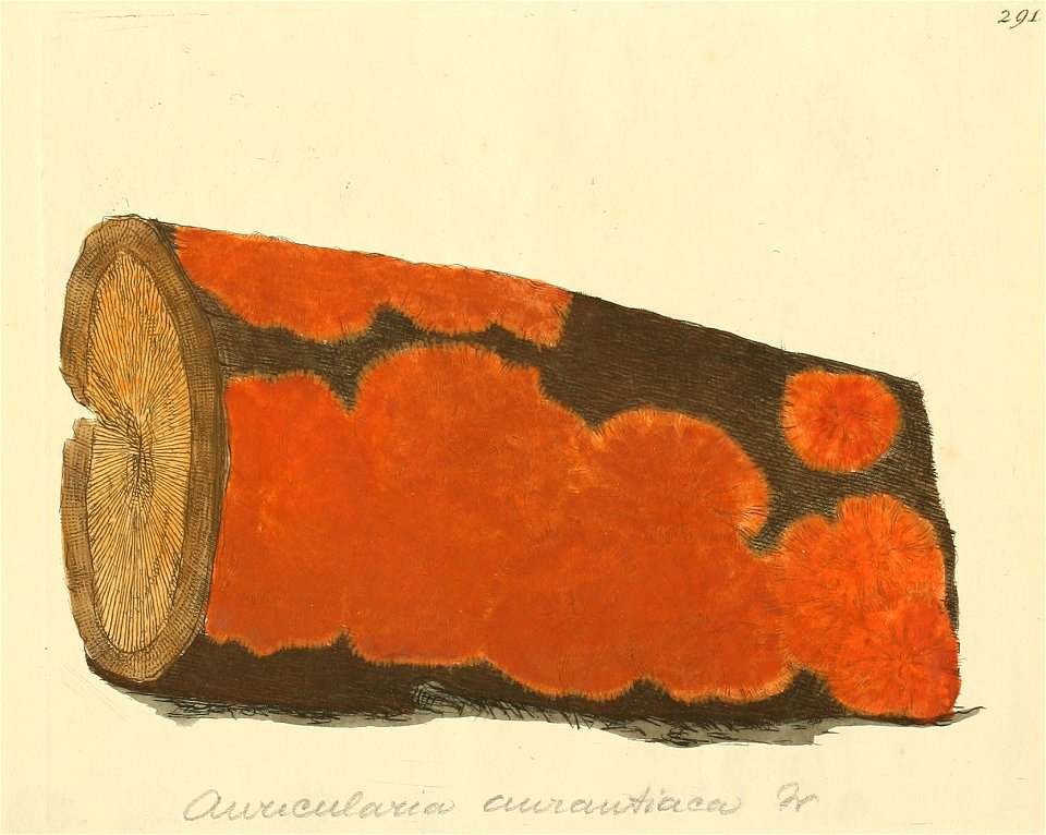 Coloured Figures of English Fungi or Mushrooms - t. 291