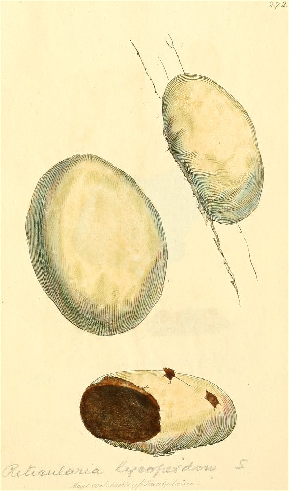 Coloured Figures of English Fungi or Mushrooms - t. 272