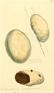 Coloured Figures of English Fungi or Mushrooms - t. 272