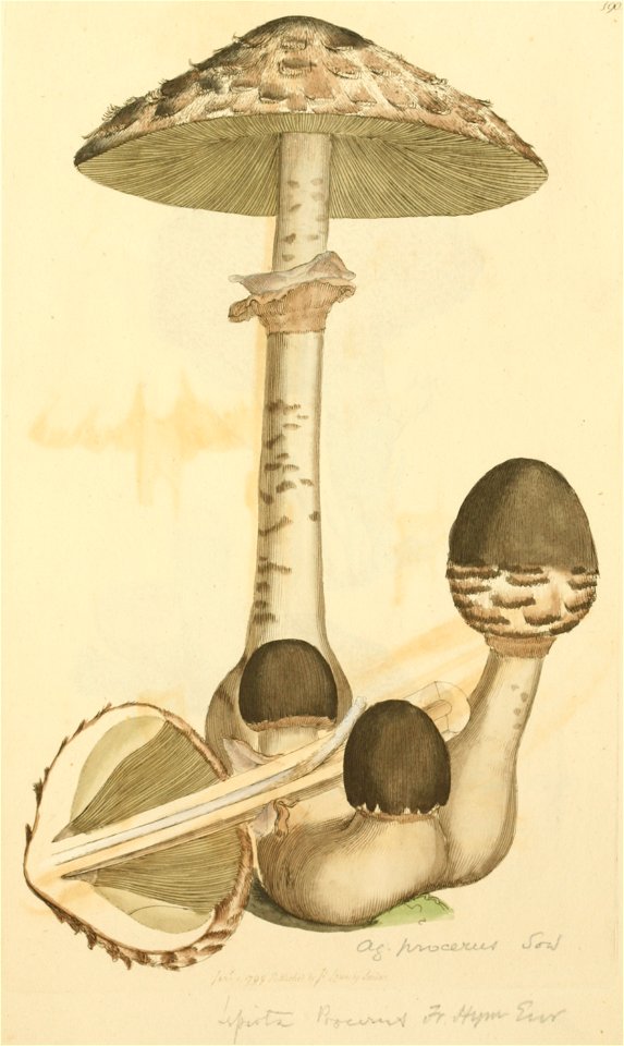 Coloured Figures of English Fungi or Mushrooms - t. 190