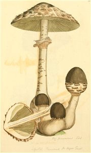 Coloured Figures of English Fungi or Mushrooms - t. 190