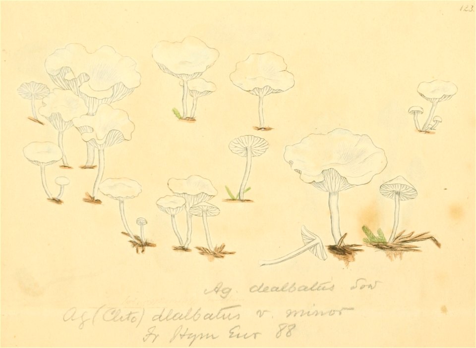Coloured Figures of English Fungi or Mushrooms - t. 123