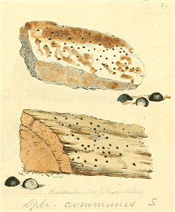 Coloured Figures of English Fungi or Mushrooms - t. 295