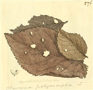 Coloured Figures of English Fungi or Mushrooms - t. 276