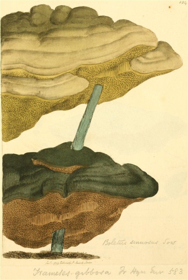 Coloured Figures of English Fungi or Mushrooms - t. 194