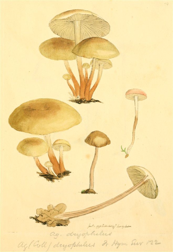Coloured Figures of English Fungi or Mushrooms - t. 127