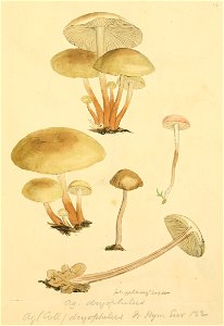 Coloured Figures of English Fungi or Mushrooms - t. 127