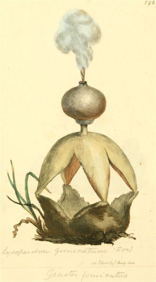 Coloured Figures of English Fungi or Mushrooms - t. 198