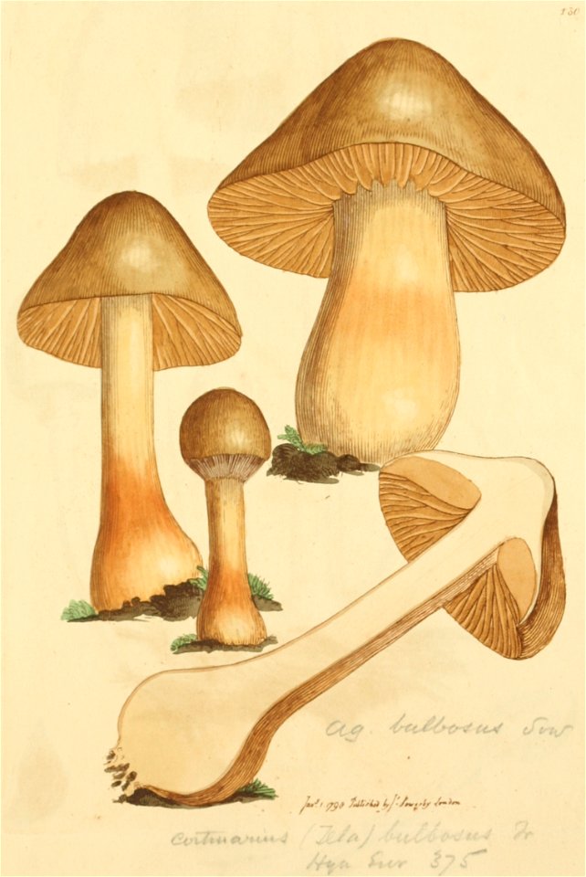 Coloured Figures of English Fungi or Mushrooms - t. 130