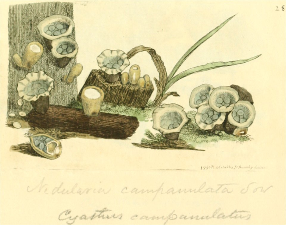 Coloured Figures of English Fungi or Mushrooms - t. 28