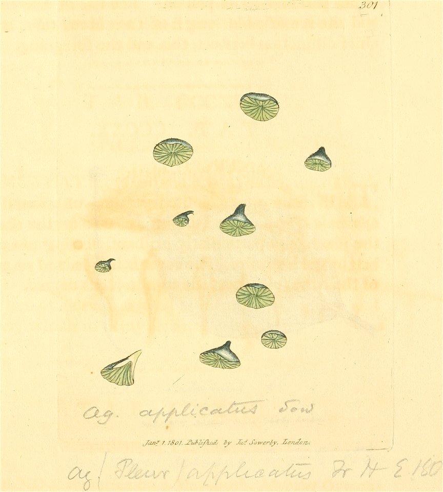 Coloured Figures of English Fungi or Mushrooms - t. 301