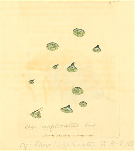 Coloured Figures of English Fungi or Mushrooms - t. 301