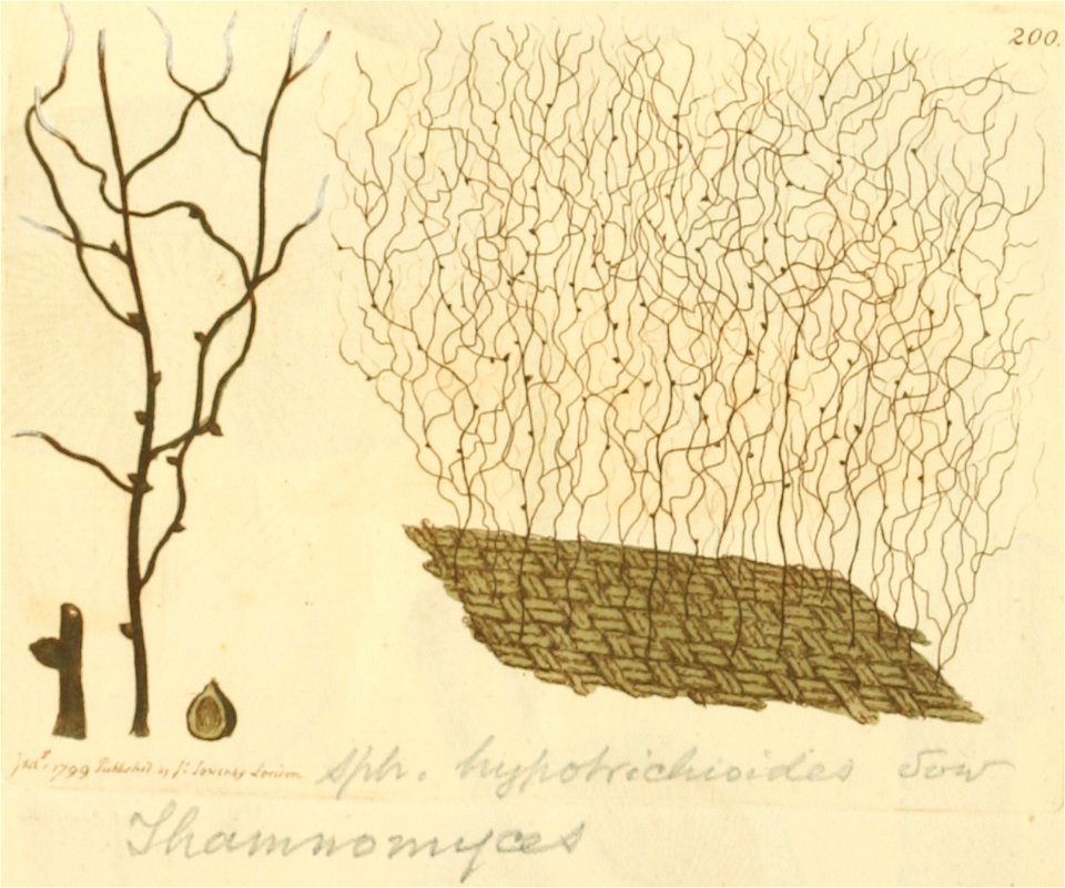 Coloured Figures of English Fungi or Mushrooms - t. 200