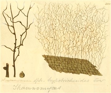 Coloured Figures of English Fungi or Mushrooms - t. 200