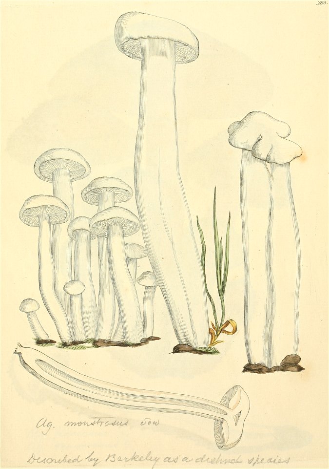 Coloured Figures of English Fungi or Mushrooms - t. 283