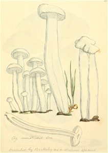 Coloured Figures of English Fungi or Mushrooms - t. 283