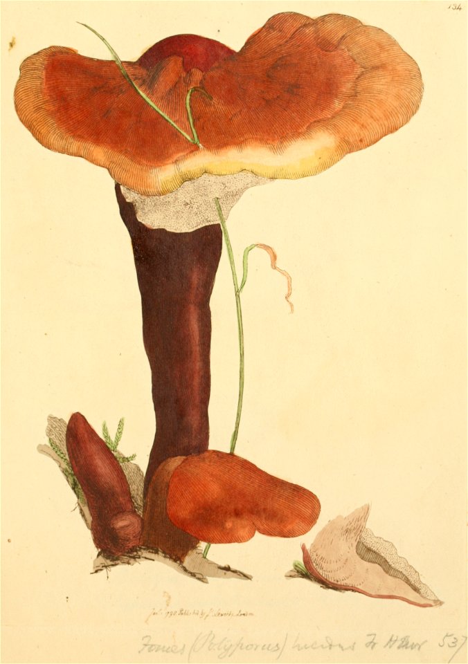 Coloured Figures of English Fungi or Mushrooms - t. 134