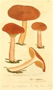 Coloured Figures of English Fungi or Mushrooms - t. 204