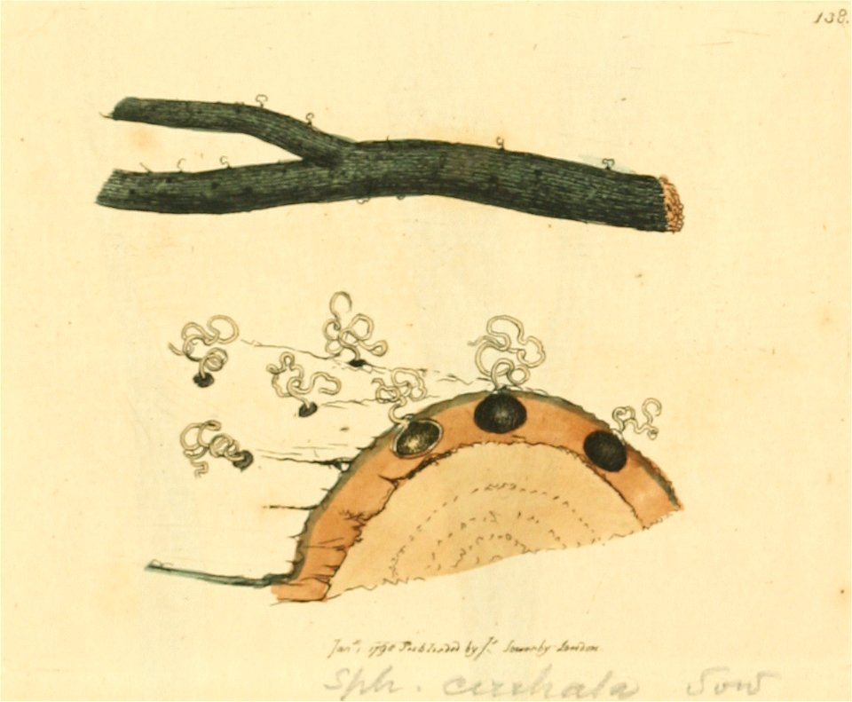 Coloured Figures of English Fungi or Mushrooms - t. 138