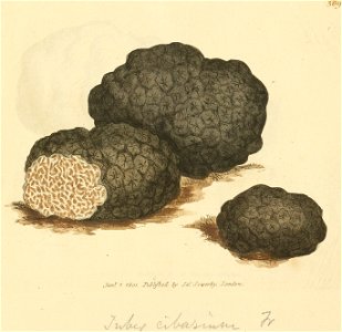 Coloured Figures of English Fungi or Mushrooms - t. 309