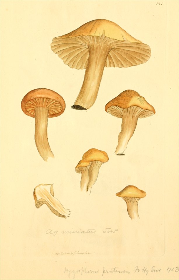 Coloured Figures of English Fungi or Mushrooms - t. 141