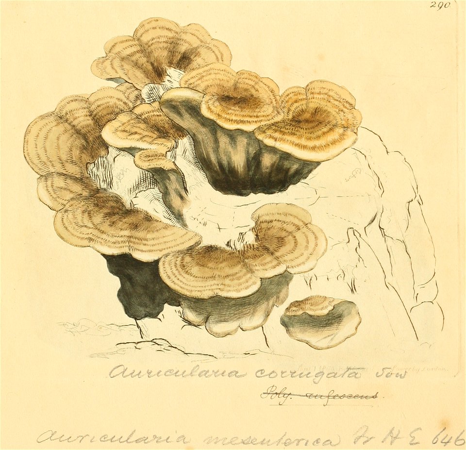 Coloured Figures of English Fungi or Mushrooms - t. 290