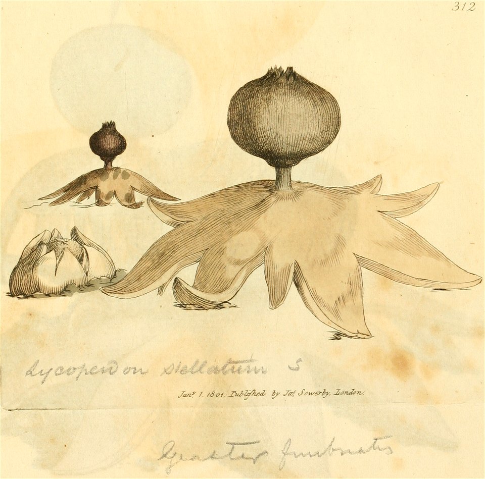 Coloured Figures of English Fungi or Mushrooms - t. 312